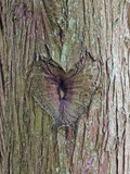 A Heart Carving in a Tree at Englishman River Falls Provincial Park
