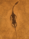 Fossilized Reptile, Keichousaurus Hui, from the Triassic