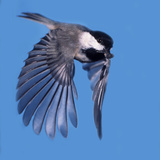 Buy A Carolina Chickadee in Flight with a Sunflower Seed in it's Beak at AllPosters.com
