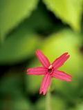 Buy Close Up of a Fire Pink Flower, Silene Virginica, in Bloom at AllPosters.com