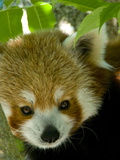 Close Up of an Endangered Red Panda, Ailurus Fulgens, Nest in a Tree