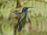 Portrait of a Green Violet-Ear Hummingbird, Colibri Thalassinus