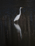 Buy An Egret Standing in Rippled Water and Reflections at AllPosters.com