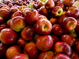 Buy Fresh Picked and Washed Apples for Sale at AllPosters.com