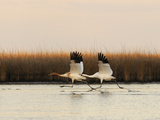 Buy Whooping Crane Adult and Juvenile Taking Off from Wintering Grounds at AllPosters.com
