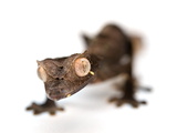 A Satanic Leaf-Tailed Gecko, Uroplatus Phantasticus