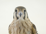 An American Kestrel, Falco Sparverius