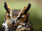 Buy Close Up Portrait of a Great Horned Owl, Bubo Virginianus at AllPosters.com
