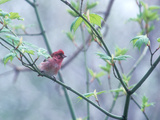Buy A Purple Finch, Carpodacus Purpureus, Perched in a Tree in Heavy Fog at AllPosters.com