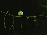 Buy A Slender Vine with Leaves and Tendrils at AllPosters.com