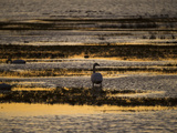 Buy A Backlit View of a Canada Goose Foraging Along Water's Edge at AllPosters.com