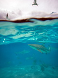 Surface Level View of the Water Off the Coast of Manihi