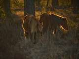 Buy A Back Lit View of Chincoteague Ponies in a Woodland at AllPosters.com