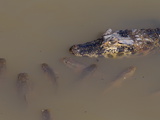 Spectacled Caiman, Caiman Crocodilus Crocodilus, and Fishes