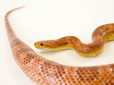 A Corn Snake, Elaphe Guttata