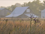 Buy Barns and Wildflowers in the Maple Grove Road Rural Historic District at AllPosters.com