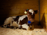 A Norwegian Red Cow Naps on a Mat at a Small Dairy Co-Op