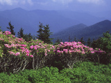 Buy A Stand of Rhododendron in Bloom on Mount Mitchell at AllPosters.com