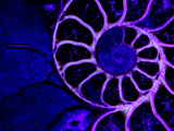 Upper Early Cretaceous Ammonite Fossil under Ultraviolet Light