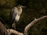Buy Portrait of a Heron Perching in a Tree at AllPosters.com