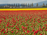 Fields of Red and Yellow Tulips in Spring, North of Seattle