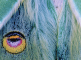 Close Up of the Eyespots on the Wing of a Luna Moth, Actias Luna