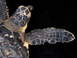 A Hawksbill Turtle, Eretmochelys Imbricata