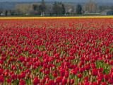 Fields of Red and Yellow Tulips in Spring, North of Seattle
