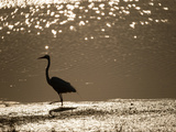 A Backlit View of an Egret in Rippled Water and Reflections
