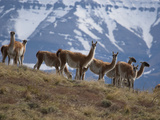Buy Guanacos Graze on the Steppes in Torres Del Paine National Park at AllPosters.com