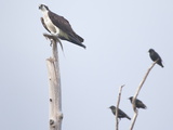 An Osprey on a Dead Tree, Eating a Fish, Near the Occoquan River