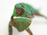 A Panther Chameleon, Furcifer Pardalis
