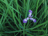 Buy A Blue Flag Iris, Iris Versicolor, in Bloom Among Grasses at AllPosters.com