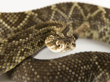 A Venezuelan/Colombian Rattlesnake, Crotalus Durissus Cumanensis