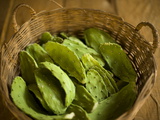 Edible Cactus in a Basket