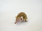 A Common Tenrec, Tenrec Ecaudatus