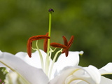 Buy Close Up of the Stamens and Pistil of a Lily at AllPosters.com