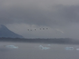 Buy Cormorants Fly Through the Mist in Laguna San Rafael National Park at AllPosters.com