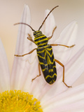 Locust Borer Beetle, Megacyllene Robiniae, on Chrysanthemum Rubellum