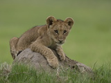 African Lion Cub, Panthera Leo, Lying across a Mound of Soil