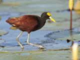 Portrait of a Northern Jacana, Jacana Spinosa