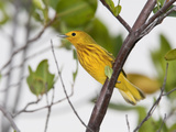 An Endemic Golden Warbler, Dendroica Petechia Rufivertex, on a Branch
