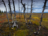 Buy Tundra Near Site of Proposed Road for Pebble Mine at AllPosters.com