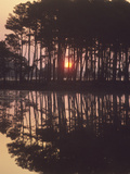 Buy A Sunrise Seen Through Silhouetted Loblolly Pine Trees, Pinus Taeda at AllPosters.com