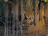 Jaguar, Panthera Onca, Resting in the Shade