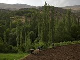 A Farmer with a Team of Oxen Plow a Wheat Field