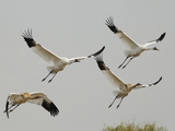 Buy Whooping Crane Adults and Twin Chicks Taking Off in Wintering Grounds at AllPosters.com