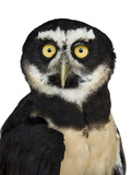 A Spectacled Owl, Pulsatrix Perspicillata