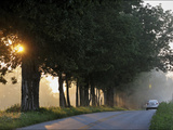 Buy Sunlight Filters Through Trees on Maple Grove Road at AllPosters.com