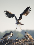 A Fledgling Osprey Makes an Imperfect Landing in its Nest
